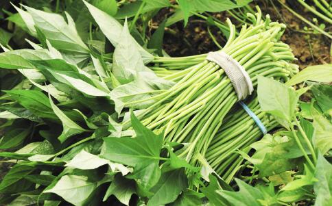 �����ѷ���ô�� Ԥ���ѷ����Զ����Щʳ��