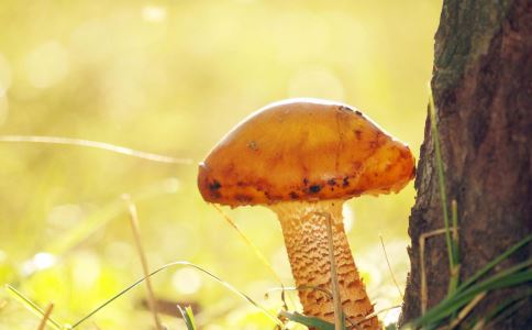 ��ЩҰ�˳��˻�����