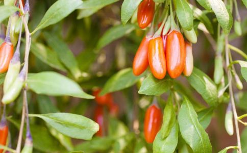 �Ƽ� ���Բ�����ʳ�ƴ�ȫ