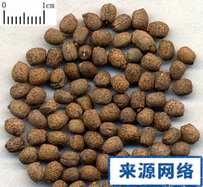 ��ҩǧ���������ư�֢������