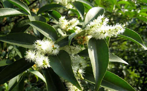 ɽ��Ҷ��ˮ�ȵĹ�Ч