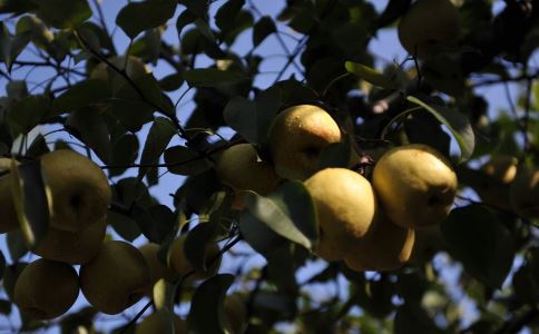 �������Ƚ�������ʳ��