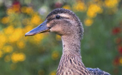 Ѽ����ô�ԣ��������߱Ƹ��Ѽ��