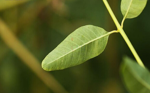 �޲���Ҷ��ˮ�ȵĽ���