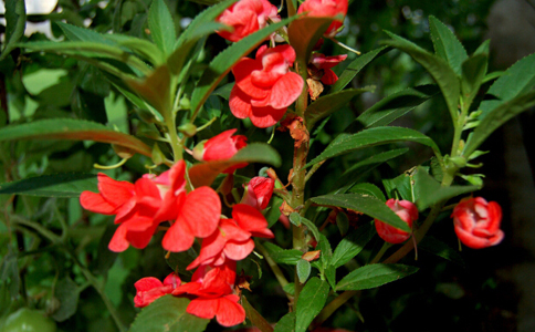 ���ɻ���ˮ�ȵĹ�Ч