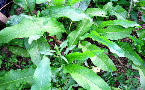 ����������͵ú��������