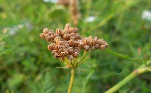 �ߴ�����ˮ�ȵĹ�Ч