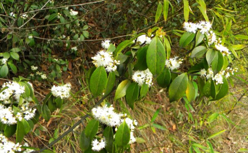 ɽ��Ҷ��ˮ�ȵĽ���