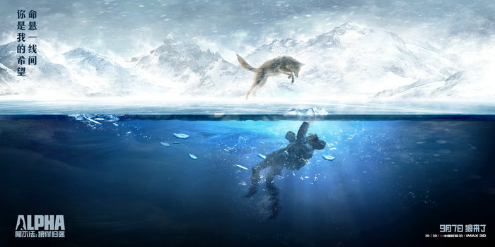 阿尔法:狼伴归途剧情介绍最全完整版