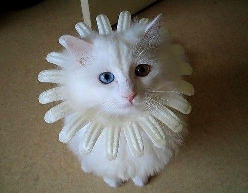 微博搞笑句子看完已笑抽 白胖白胖的是啥