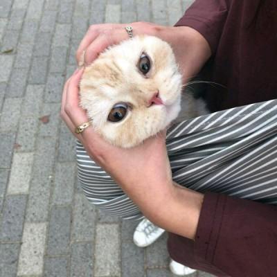 ����2020��������ǩ����Ц���ܰ�С����