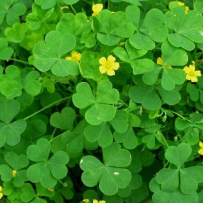 ɭϵ�ķ羰����ͼƬ--���ܱ仯