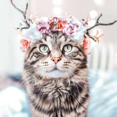 ��ͥ�ȳ�ɰ�Сè��ͷ��ѡ