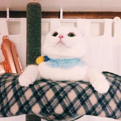 ��ͥ�ȳ�ɰ�Сè��ͷ��ѡ