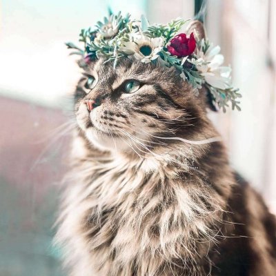 ��ͥ�ȳ�ɰ�Сè��ͷ��ѡ