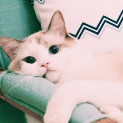 ��ͥ�ȳ�ɰ�Сè��ͷ��ѡ