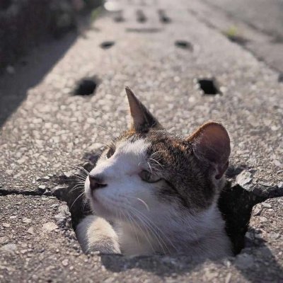 ��ͥ�ȳ�ɰ�Сè��ͷ��ѡ