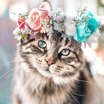 ��ͥ�ȳ�ɰ�Сè��ͷ��ѡ