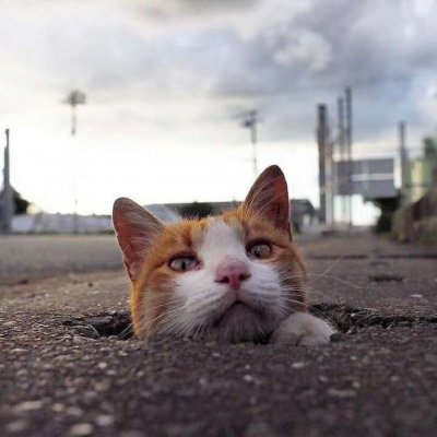 ��ͥ�ȳ�ɰ�Сè��ͷ��ѡ