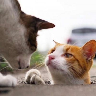 ��ͥ�ȳ�ɰ�Сè��ͷ��ѡ