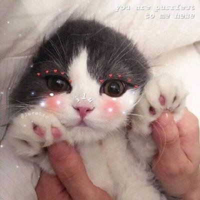 ��ͥ�ȳ�ɰ�Сè��ͷ��ѡ