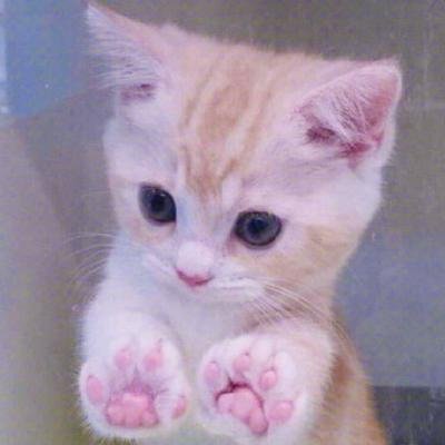 ��ͥ�ȳ�ɰ�Сè��ͷ��ѡ