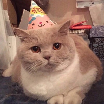 ΢�ų��ȿɰ�è�䶯��ͷ�� ����Զ�����Сè��