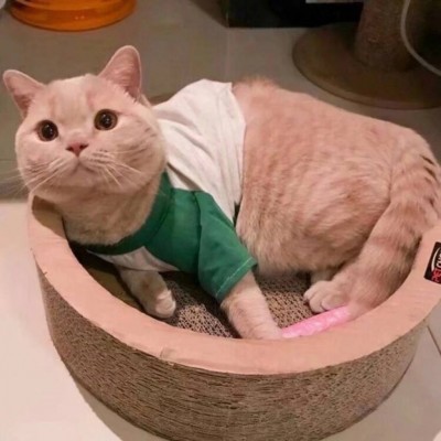 ΢�ų��ȿɰ�è�䶯��ͷ�� ����Զ�����Сè��