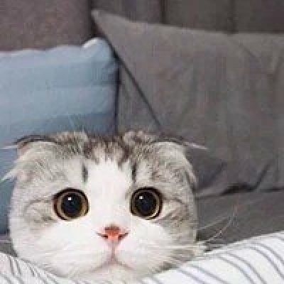 ΢�ų��ȿɰ�è�䶯��ͷ�� ����Զ�����Сè��