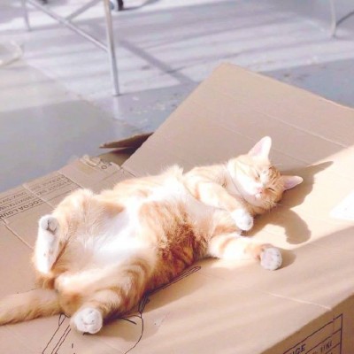 ΢�ų��ȿɰ�è�䶯��ͷ�� ����Զ�����Сè��