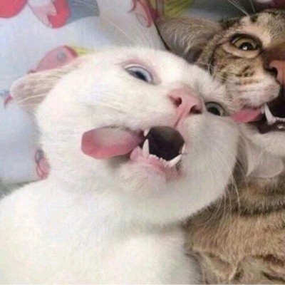 ΢�ų��ȿɰ�è�䶯��ͷ�� ����Զ�����Сè��