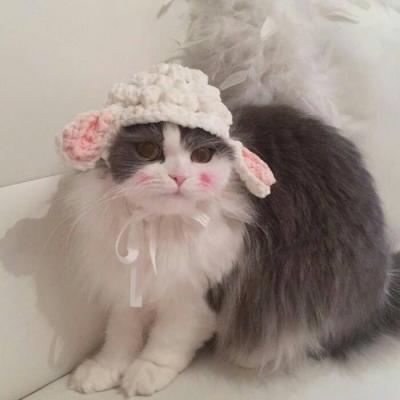 ΢�ų��ȿɰ�è�䶯��ͷ�� ����Զ�����Сè��