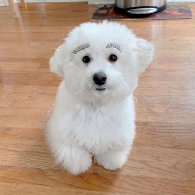 �ɰ��򵥵�è��ͷ��