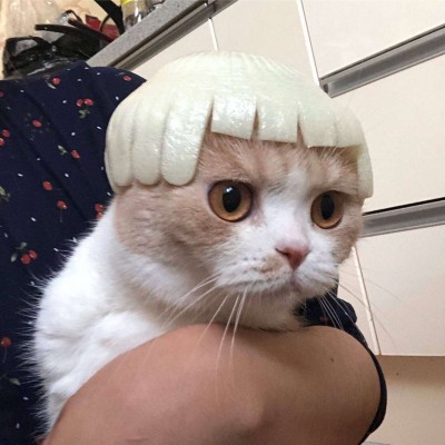 �ɰ��򵥵�è��ͷ��