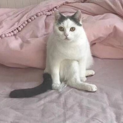 �ɰ��򵥵�è��ͷ��