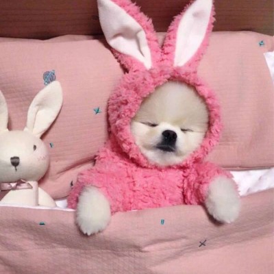 �ɰ��򵥵�è��ͷ��