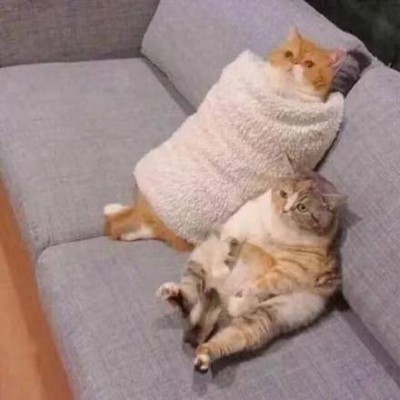 �ɰ��򵥵�è��ͷ��