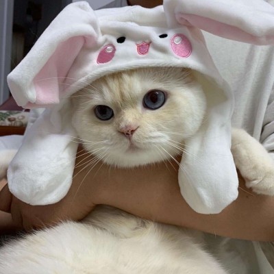 �ɰ��򵥵�è��ͷ��