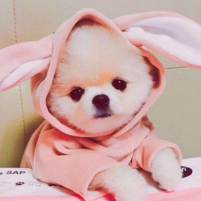 �ɰ��򵥵�è��ͷ��