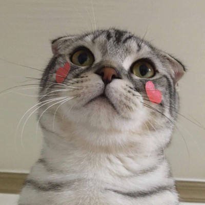 �ɰ��򵥵�è��ͷ��