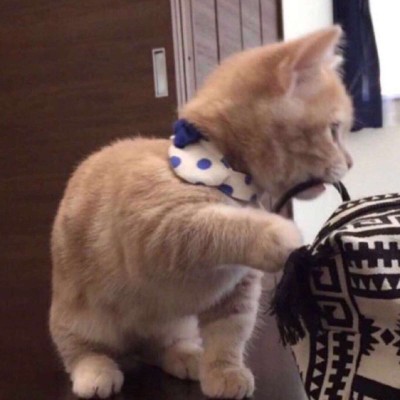 �ɰ��򵥵�è��ͷ��