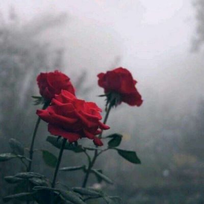 ��ɫ������õ��ͼƬ