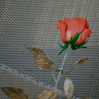 ��ɫ������õ��ͼƬ