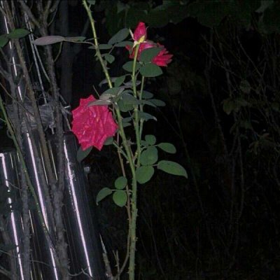 ��ɫ������õ��ͼƬ