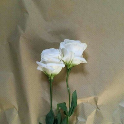 ��ɫ������õ��ͼƬ