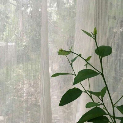 ��ɫ������õ��ͼƬ