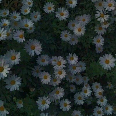 ��ɫ������õ��ͼƬ