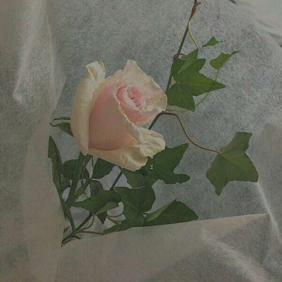 ��ɫ������õ��ͼƬ