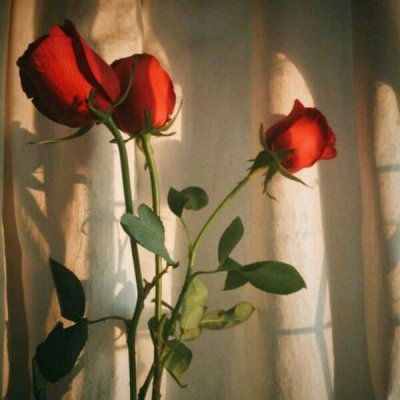 ��ɫ������õ��ͼƬ