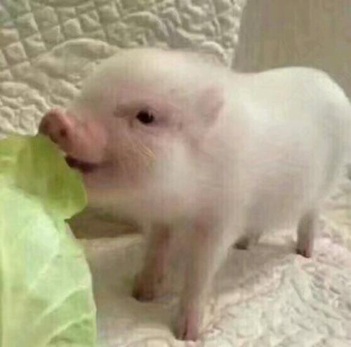 ΢�ų���ͷ����ȸ�Ц-�ɰ���